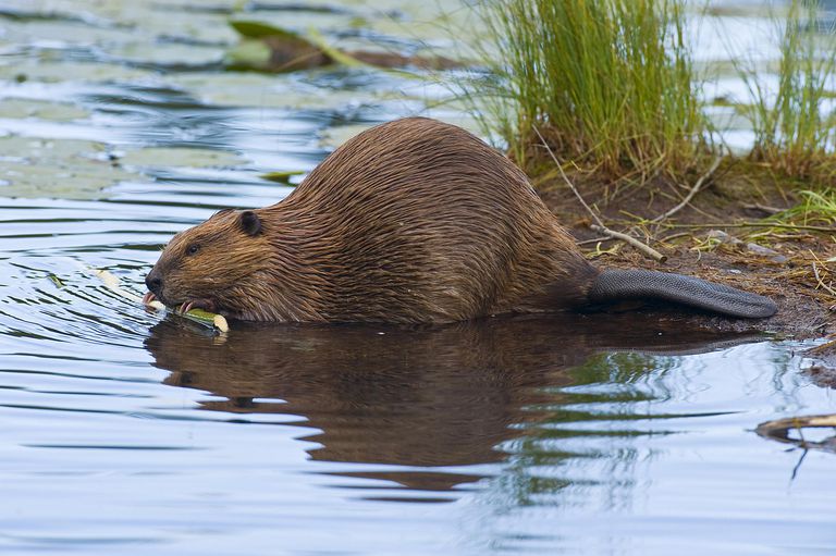 beaver